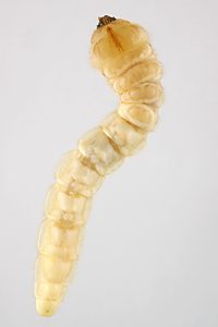 Temognatha mitchellii, PL4268, larva, in EtOH (ventral), SE, 24.8 × 4.6 mm